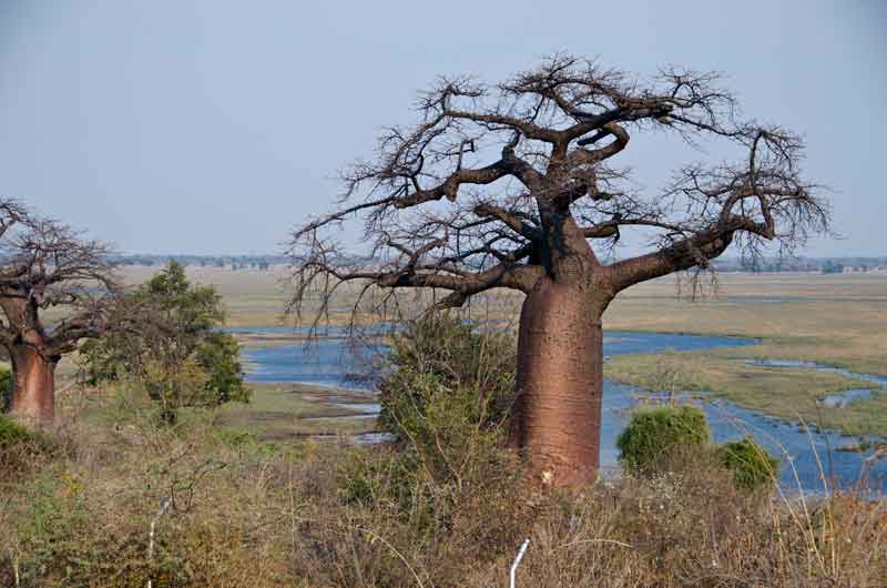 22 - Namibia - parque nacional de Bwabwata - baobab